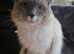 Blue point mitted male Ragdoll
