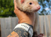 2 hob ferret twins 12 weeks old.