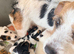 Traditional jack russell puppies.