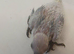 Jenday Conure