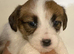 Stunning RKC registered Jack Russell puppies