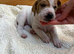 Pointer puppies/ Working & Champion Bloodlines