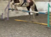 Coloured Irish Sports Horse Mare