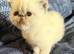 Colourpoint Exotic Shorthair Kittens