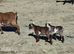 Pygmy kids available now!