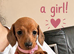 Beautiful dachshund, Puppis