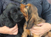 COCKER SPANIEL PUPS IN NORTHERN IRELAND
