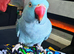 Tame Male Blue Indian Ringneck – 10 Months Old