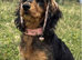 Stunning Coker spaniel girl