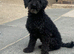 Beautiful Black toy poodle d