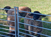 Suffolk rams