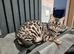 TICA registered Bengal