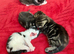 Beautiful kittens