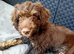 Sprokerpoo male