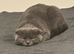 Scottish fold male