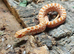 Red Albino Western Hognose at Birmingham Reptiles
