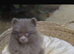 POMERANIAN PUPPY LAVENDER (REDUCED)