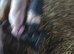 4 Gilt Weaners for sale