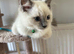 GCCF Registered Purebred Ragdoll kittens