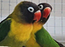 Beautiful Tanzania african love bird pair .