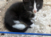 I have 5 beautiful kitten READY TO LEAVE