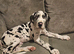 Male harlequin great dane