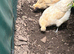 Gold top hens 12 months old x 2