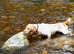 Experienced Sprocker Spaniel Stud