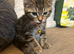 Gorgeous female tabby kitten