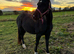 14h Welsh mare