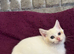 Gorgeous British Shorthairs kittens
