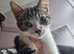 2 female kittens need home ASAP