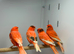 Red factor Canaries