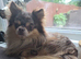 Dwkc registered chocolate merle chihuahua