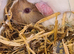 2 boy guinea pigs