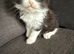 Kitten for sale to a good home