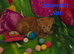 5 Kittens