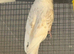 Budgies