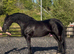 Registered Kroon/Crown Friesian Mare