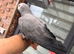 African grey for sale