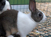 Baby Dutch Rabbits x 4