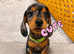 Last female dachshund