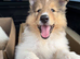Pedigree Sable & White Rough Collie Female Puppy - Ready Now