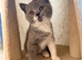 British shorthair kittens