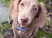 beautiful dachund