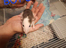 Baby male dumbo rats