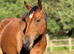 15.3 mare
