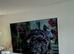 Pomapoo x Toy Poodle puppies