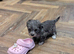 Maltese x Toy Poodle