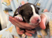 Beautiful Shepsky Puppies Available